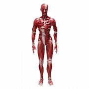 Original Character Figma Action Figure Human Anatomical Model 15 cm