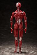 Original Character Figma Action Figure Human Anatomical Model 15 cm