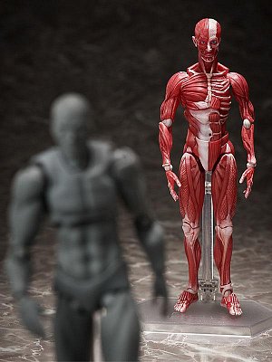 Original Character Figma Action Figure Human Anatomical Model 15 cm